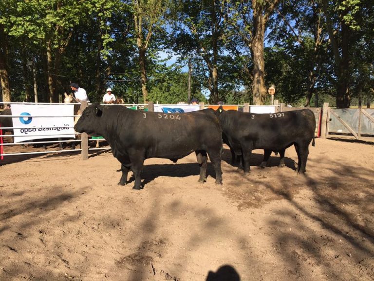 Angus+Remate+fútbol= Yunque de Selección