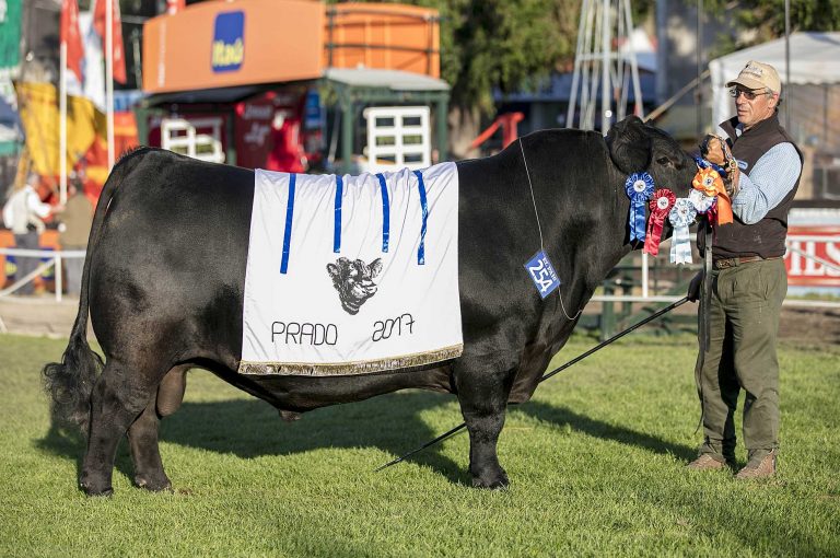 PRADO 2017, HAY EQUIPO!