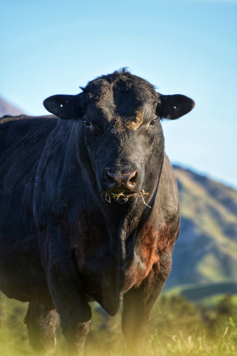 Guía Definitiva para Interpretar DEPs en Aberdeen Angus: Una Herramienta Clave para el Productor Uruguayo